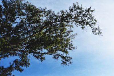 Low angle view of trees against sky