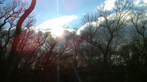 Sun shining through bare trees