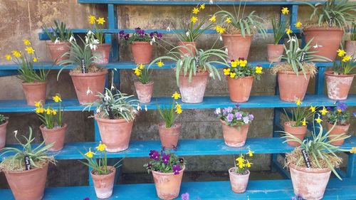 Potted plants on the wall