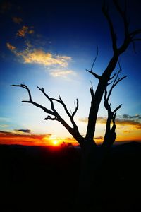 Silhouette of tree at sunset