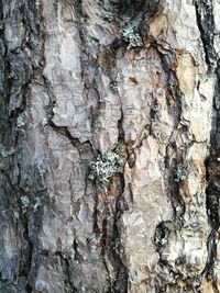 Full frame shot of tree trunk