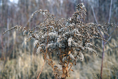 Close-up of frozen plant during winter