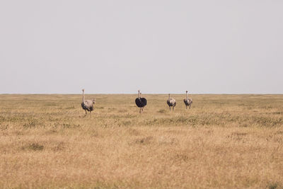 Ostriches on field against clear sky