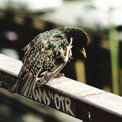 Close-up of bird perching on railing