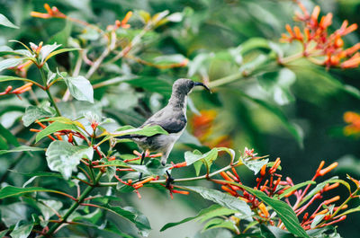 Close-up of bird perching on tree