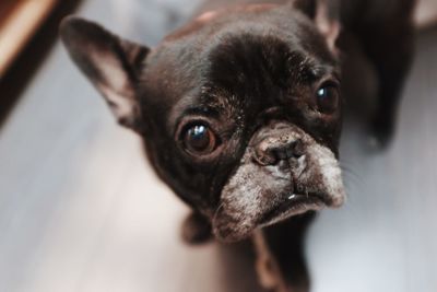 Close-up portrait of pug