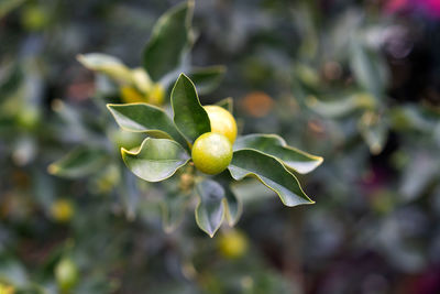 Close-up of plant