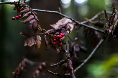 Close-up of red berries growing on tree