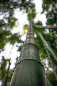 Low angle view of bamboo trees