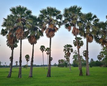 Palm trees on field against sky