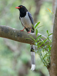 Close-up of bird perching on branch