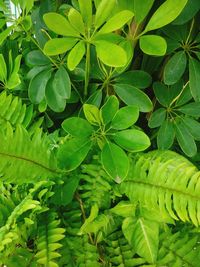 Full frame shot of leaves