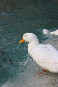 Bird in water