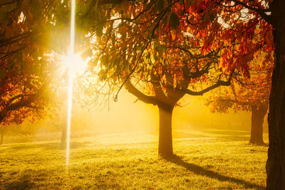 Sunlight streaming through tree on field