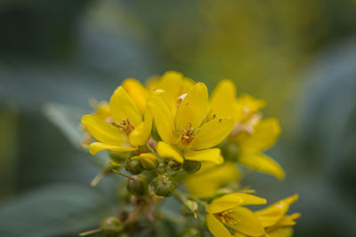 Close-up of yellow flowering plant