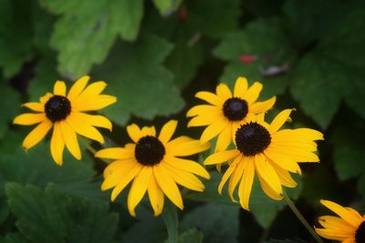 Close-up of yellow daisy flowers