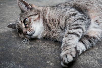 Portrait of cat lying down