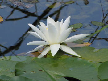 Close-up of lotus water lily in lake