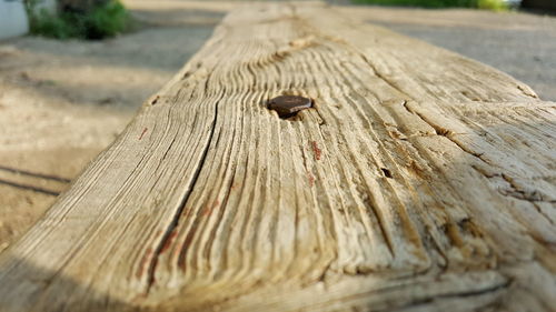 Close-up of tree stump