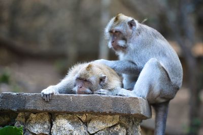 Monkey sitting outdoors