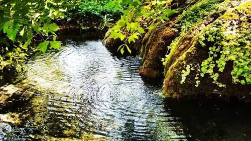 Scenic view of lake in forest