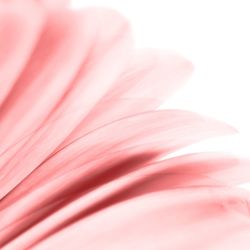 Close-up of pink rose flower