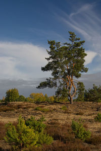 Tree on field against sky