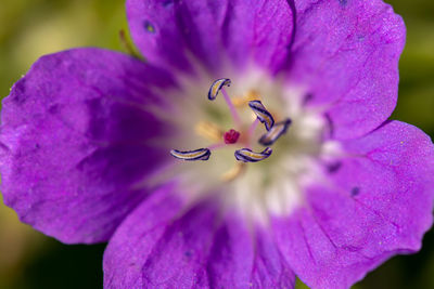 Close-up of purple crocus flower