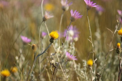 Close-up of purple flowering plant on field