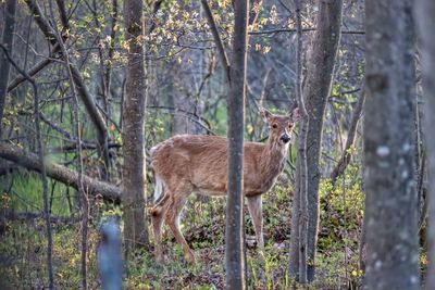 Portrait of deer in forest