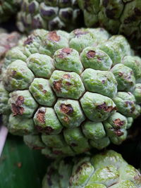 Close-up of vegetables