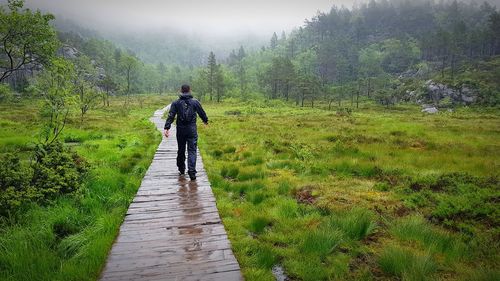 Rear view of man walking on road amidst trees