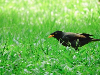 Side view of a bird on grass