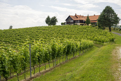 Scenic view of vineyard against sky