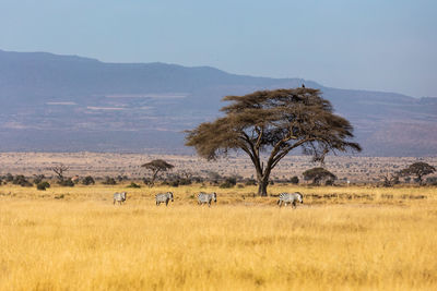 Horse grazing on field