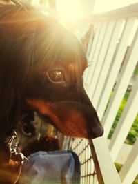 Close-up of dog looking away