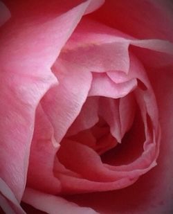 Close-up of pink rose