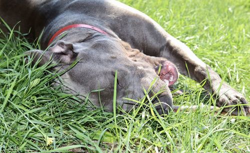 View of dog sleeping on grass