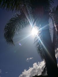 Low angle view of palm trees against sky