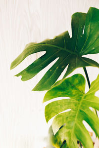 Close-up of fresh green leaves against white background