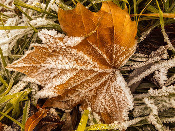 Close-up of plants during autumn