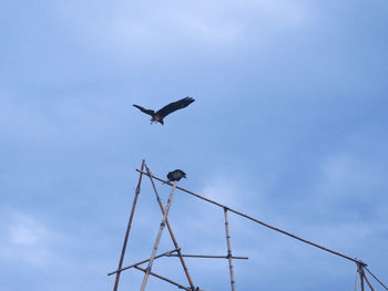 Low angle view of bird flying