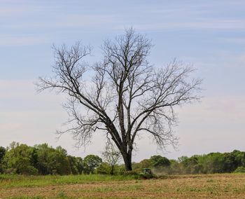 tree