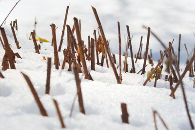 Snow covered field