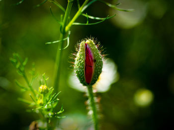 Close-up of red flowering plant