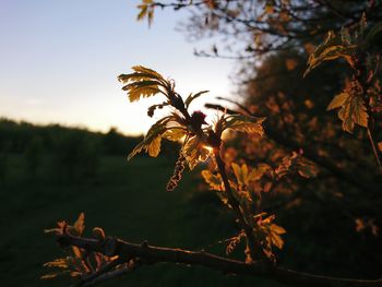 Close-up of flower tree against blurred background