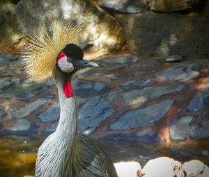 Close-up of bird