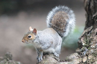 Squirrel on branch