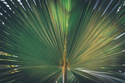 Full frame shot of palm tree against sky