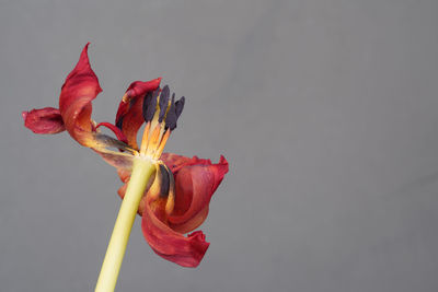 Close-up of red flower
